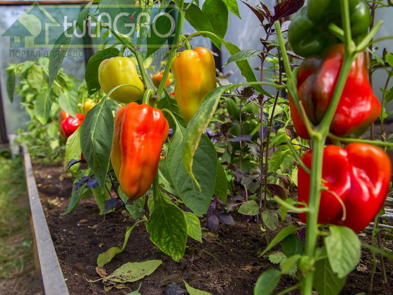 Зубной порошок понижает градус! - AGROzen