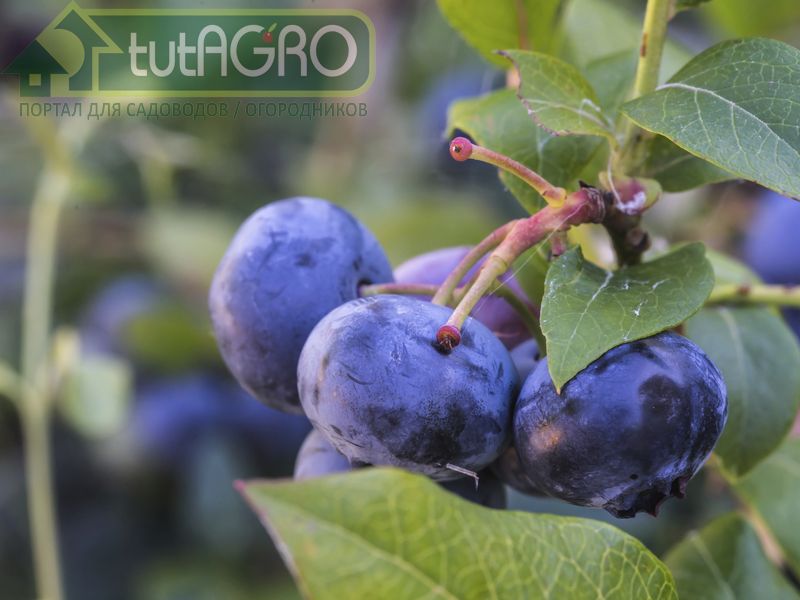 Как размножить голубику? - AGROzen