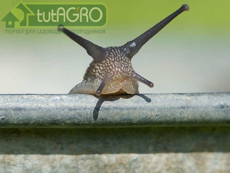 Как избавиться от слизней без химии - AGROzen