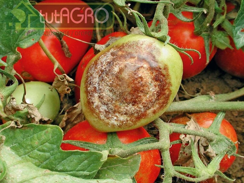 Фитофтора наступает - AGROzen