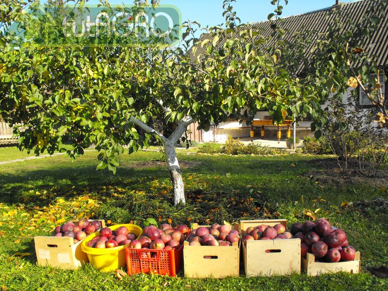 Советы опытных садоводов. Август - AGROzen