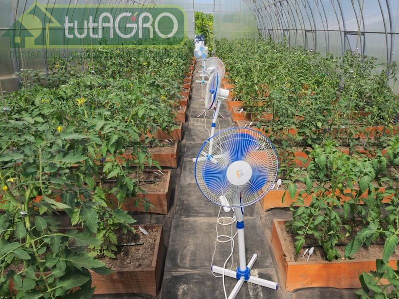 Как убрать лишнюю влагу в теплице? - AGROzen