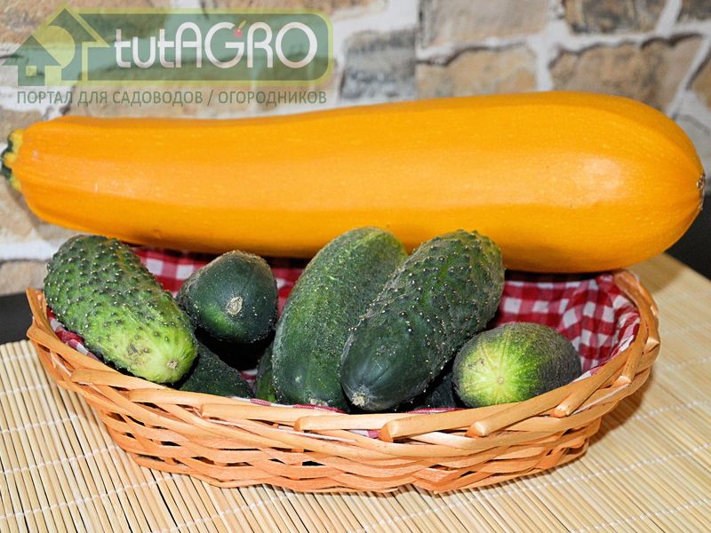 Заполненные огурцами банки залейте рассолом доверху - AGROzen