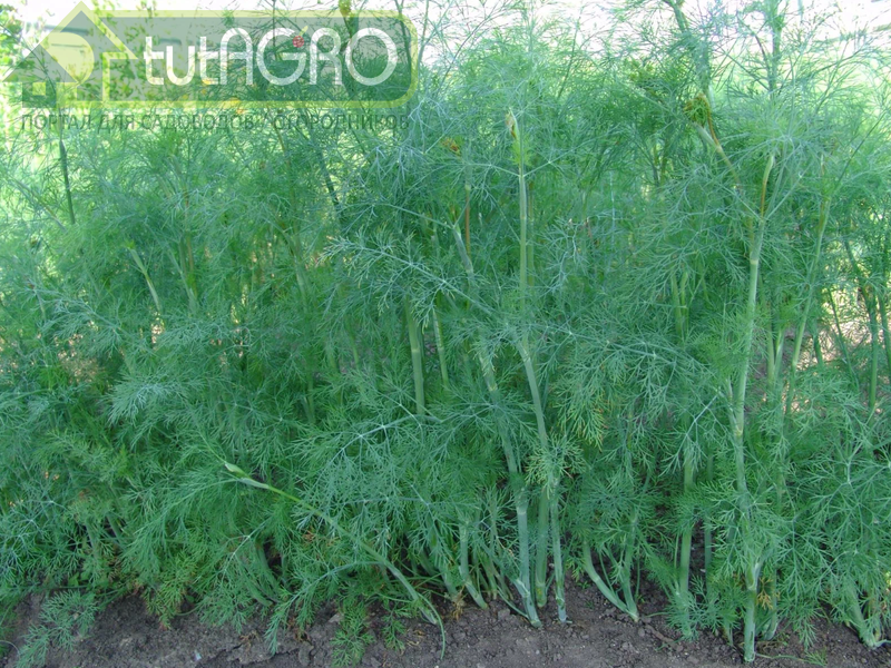 Мощные и сочные растения укропа - радость любого огородника - AGROzen