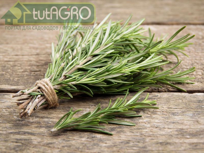Розмарин. Выращивание, размножение, применение - AGROzen