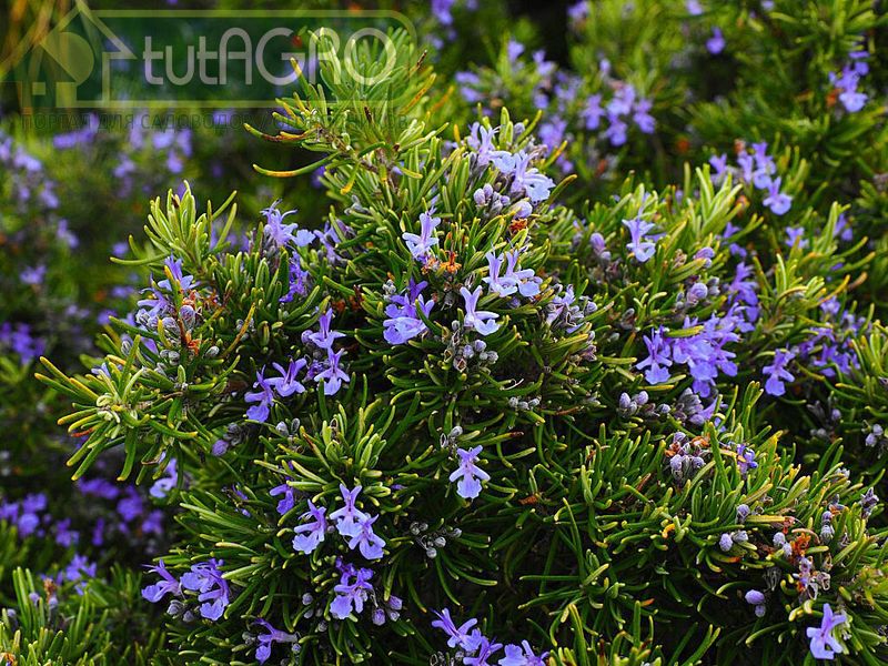 Розмарин является многолетним полукустарником - AGROzen