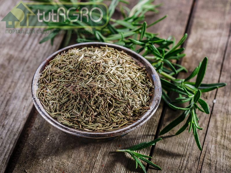 Кончики побегов розмарина при желании можно срезать круглый год - AGROzen