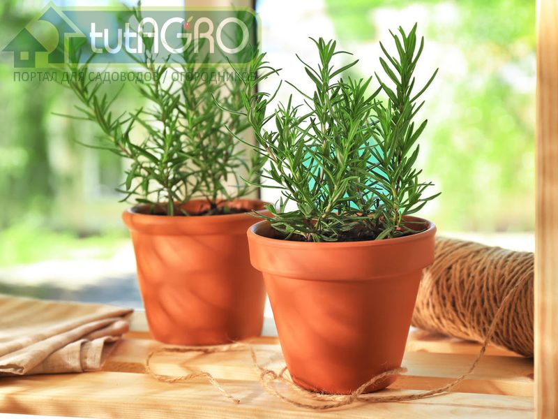 Розмарин лучше всего растет в солнечных, теплых и защищенных от ветра местах - AGROzen