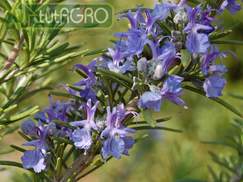 Размножать розмарин можно черенками - AGROzen