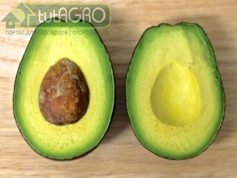 Авокадо от фитофторы - AGROzen