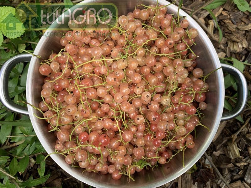 Советы опытных садоводов в конце лета - AGROzen