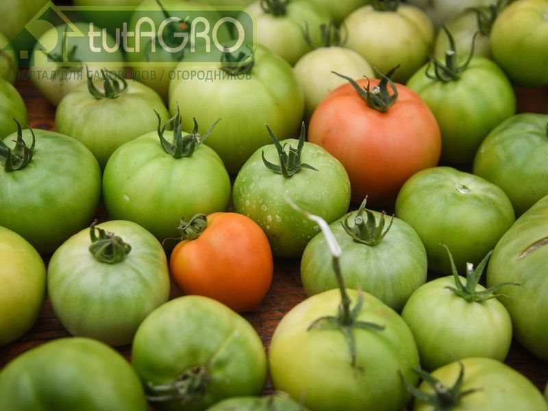 Фитофтороз разбушевался - AGROzen