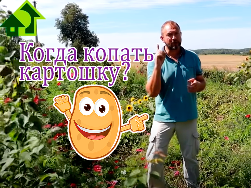 Считается, что лучшее время для выкапывания картофеля для хранения - это первые дни сентября. После выкопки нужно пролечить картофель. Как это сделать? Точные сроки выкопки картофеля