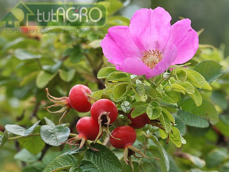 Шиповник - витаминная бомба - AGROzen