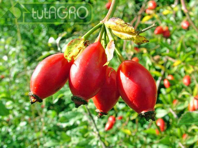 Тарас - раннего срока созревания Тарас - раннего срока созревания - AGROzen