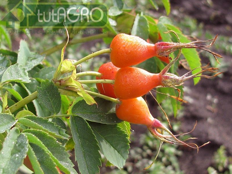 Витаминный ВНИВИ Витаминный ВНИВИ - AGROzen