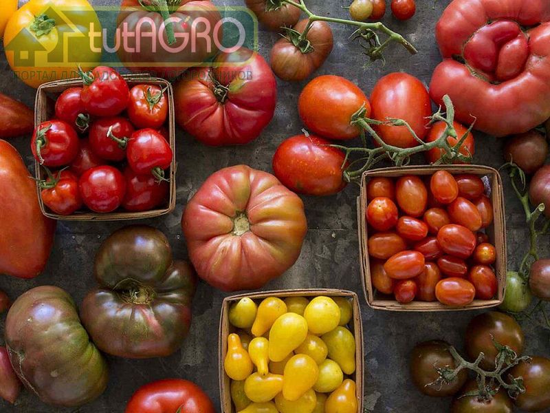 Сохранить свежие помидоры и огурцы до Нового года? Легко! - AGROzen