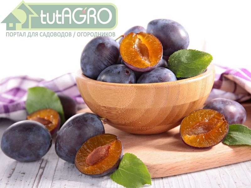 Сливовое лакомство - AGROzen