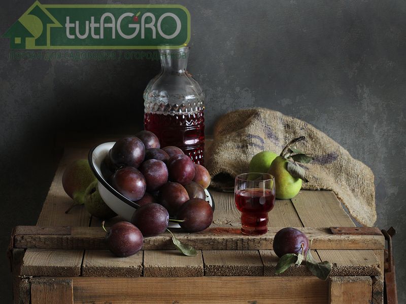 Сливовица домашняя - AGROzen