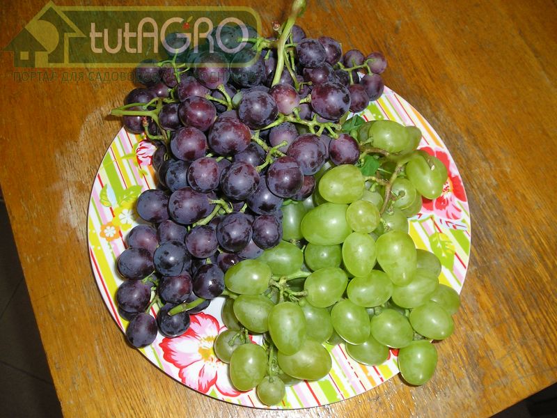 Виноградные разносолы - AGROzen
