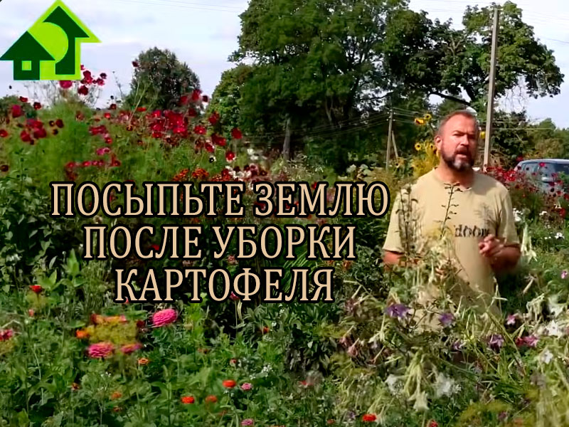 Почвенные вредители - большая беда для огородника. Проволочник выедает картофель и корни многих растений, медведка вредит буквально всем подряд овощам и не только. Чтобы избавиться от этих вредителей, применяйте комплексный подход. Важной частью такого подхода является использование этого популярного удобрения - сульфата аммония. Используйте его и осенью, и весной. Как - смотрите в этом видео. Исчезнут проволочник и медведка!
