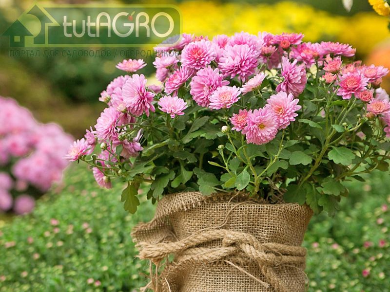 Хризантемы: где хранить? - AGROzen