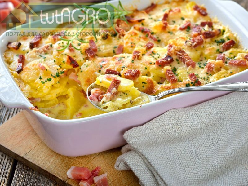 Картофельный гратен с беконом и фенхелем - AGROzen