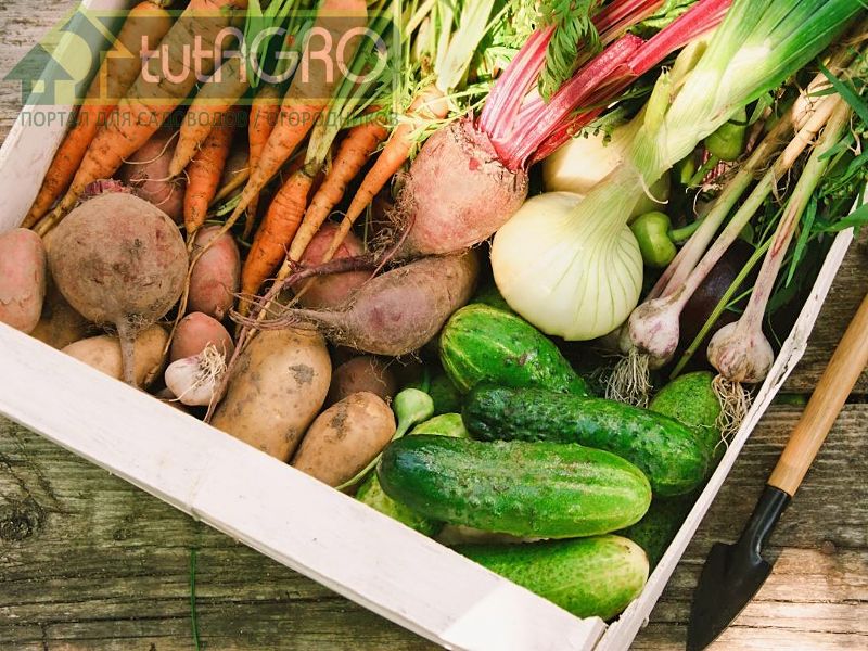 Правила хранения урожая - AGROzen