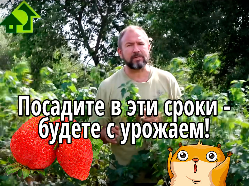 Обычно оптимальными сроками для посадки саженцев (рассады) земляники садовой является конец августа - середина октября. Но этот период очень растянутый и есть нюансы. О них - в этом видео.  Лучшие сроки посадки земляники садовой (клубники)