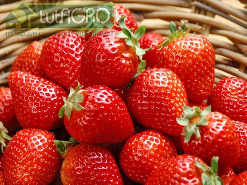 Клубника: осенние хлопоты - AGROzen