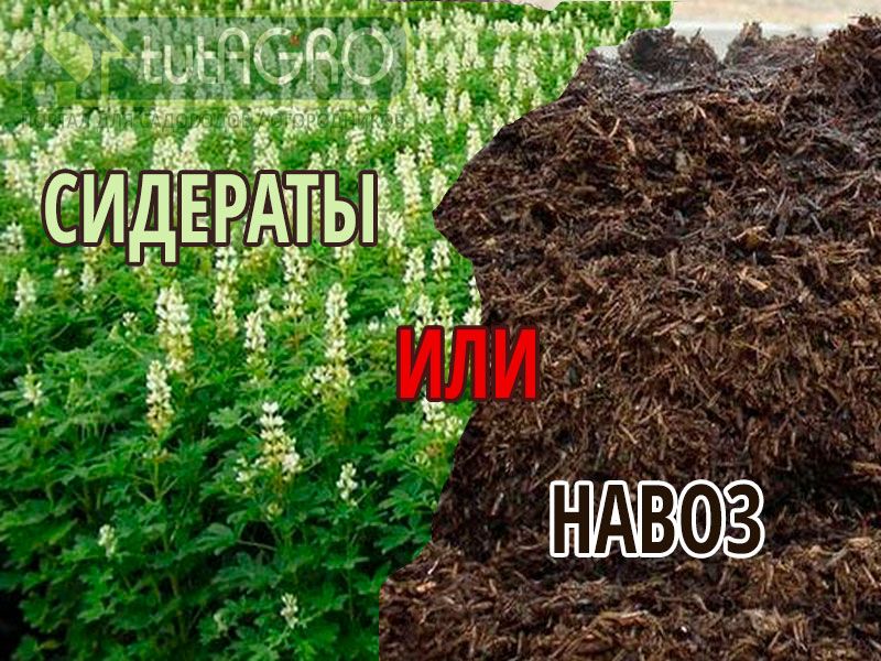Заменят ли сидераты навоз? - AGROzen