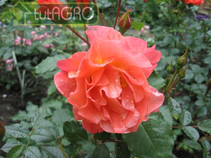 Розы: чем подкормить? - AGROzen