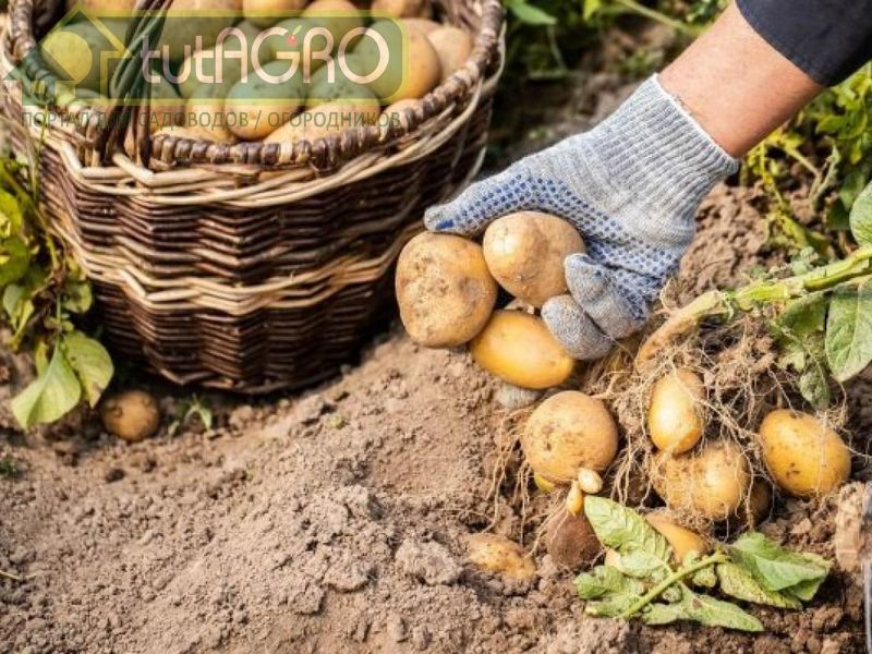 Не собирайте урожай картофеля для хранения слишком рано - AGROzen
