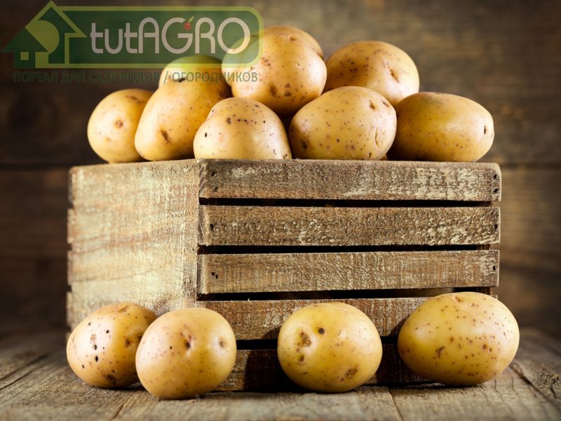 Для хранения картофеля важны щадящие методы уборки урожая - AGROzen