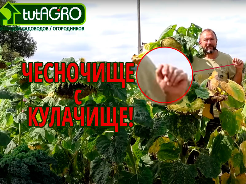 Озимый чеснок - культура деликатная. Заправить почву, правильно выбрать сроки посадки, выбрать предшественника, замульчировать, а еще... выбрать правильную глубину посадки! Об этом и пойдет речь в этом видео. Что самое главное в посадке чеснока