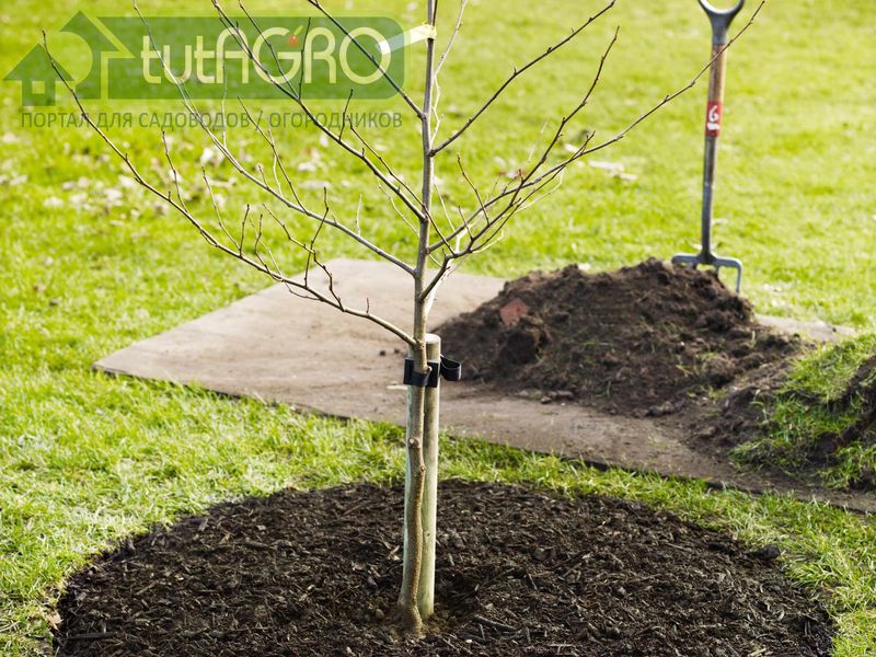 Закладка сада для новичков - AGROzen