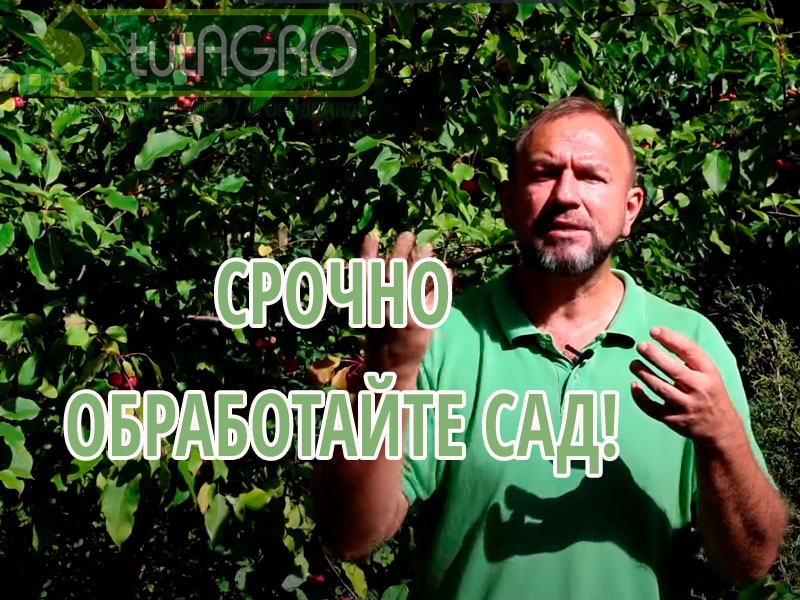 Для осенней обработки сада: яблонь, груш, слив, вишен, черешен, абрикосов, персиков, роз и прочих растений подойдут простые рецепты искореняющих обработок. В этом видео Иван Русских расскажет, чем не надо и чем лучше обработать сад.  Обработка сада после сбора урожая