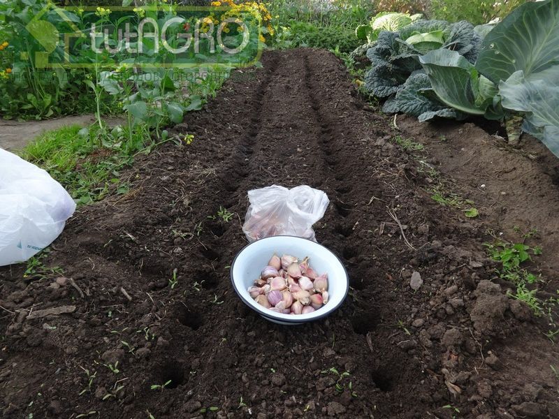 Чеснок - культура неприхотливая - AGROzen