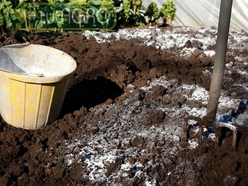 Не вносите под чеснок органические удобрения - AGROzen