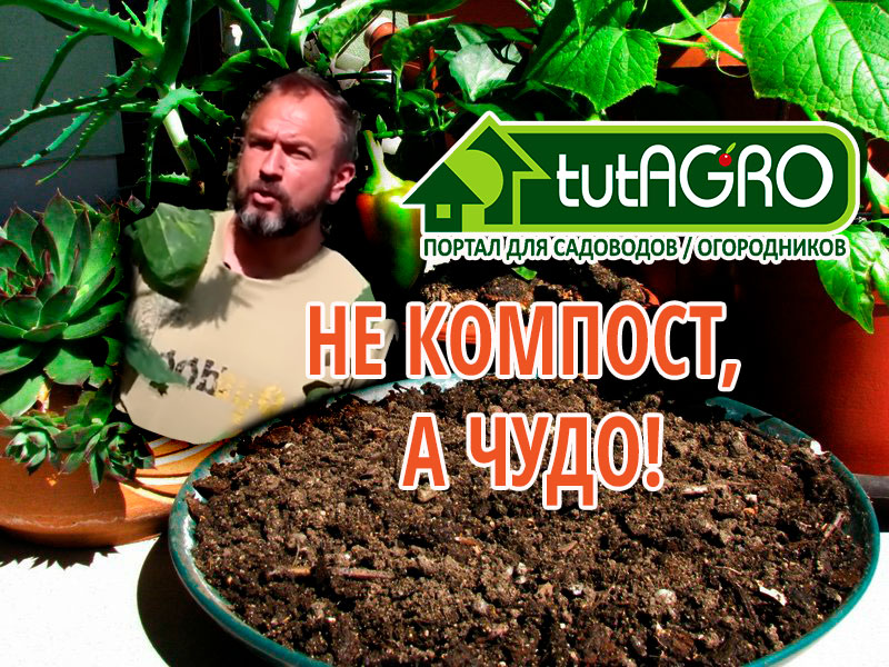 Компост - настоящий биореактор, в котором варятся растительные остатки, точнее перевариваются различными микробиками. Компост может стать источником заразы как для растений, так и для человека. Но он также может превратиться в ценнейшее удобрение, подкормку почвенных организмов (анаэробный компост - "для бабушек"), а может - в тонну настоящего биопрепарата. Как это сделать - смотрите в этом выпуске.  Обновите почву этим компостом!
