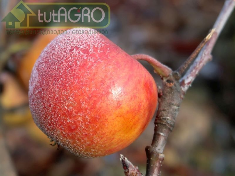 Советы опытных садоводов. Подготовка к зиме - AGROzen