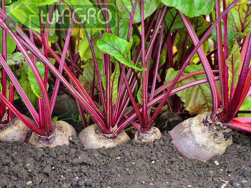 Финальная подкормка свеклы по рецепту Ивана Русских - AGROzen