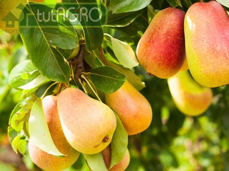 Форма для груши - AGROzen