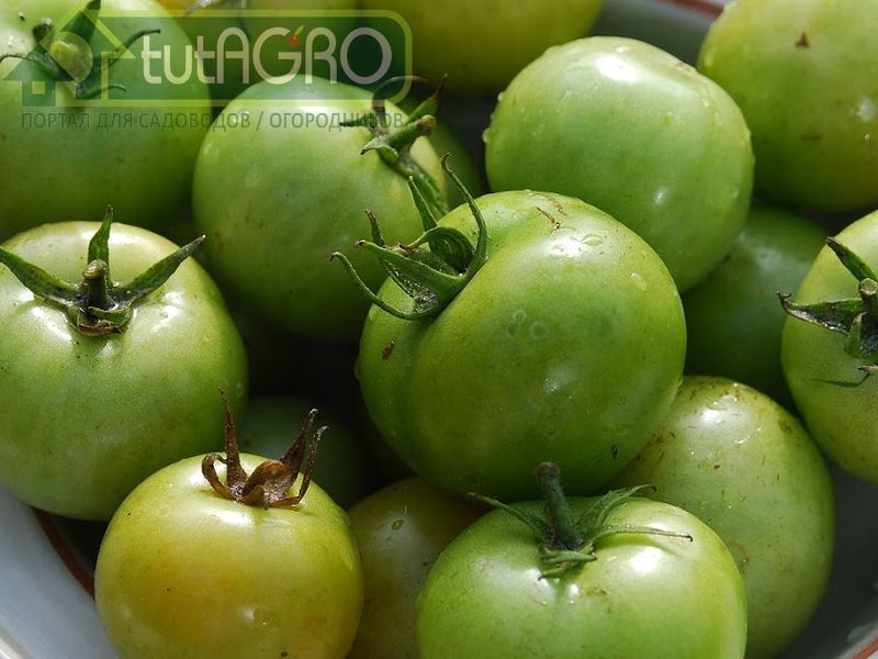 Зеленые помидоры бывают разные - AGROzen