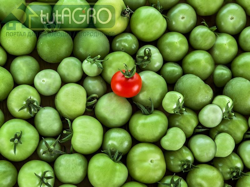 Не ешьте эти помидоры! Токсичные томаты - AGROzen