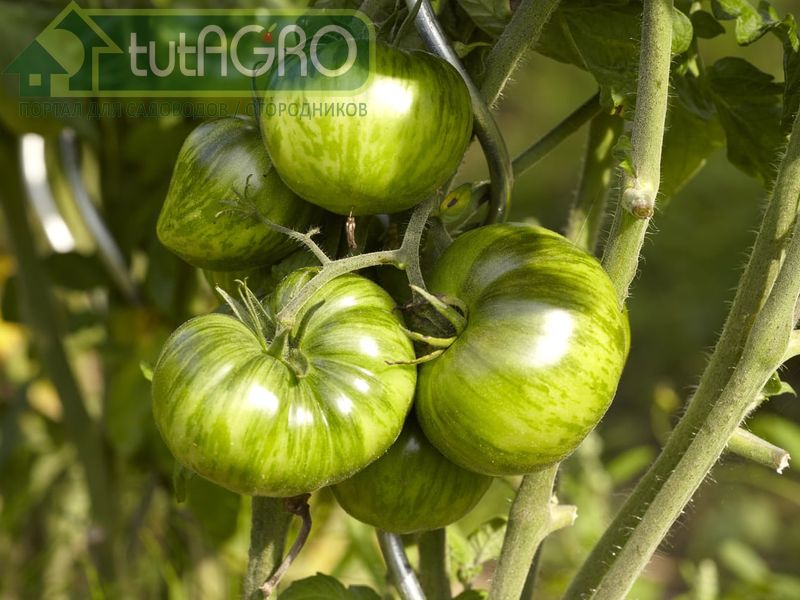 Три отличия съедобных зеленых томатов от несъедобных - AGROzen