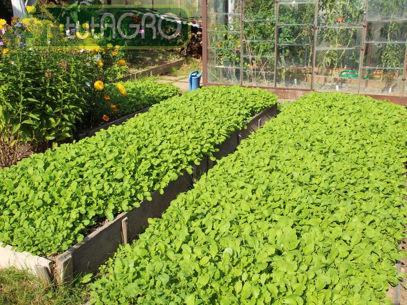 Сидераты после картофеля - AGROzen