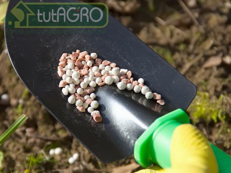 Осенние удобрения: что выбрать? Осенние удобрения: что выбрать? - AGROzen