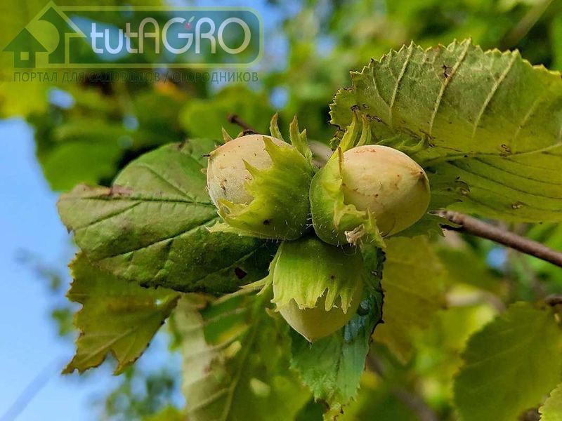  Формировка и обрезка ореха грецкого и фундука - AGROzen