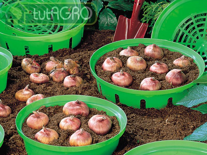 Начините весну с осени - AGROzen